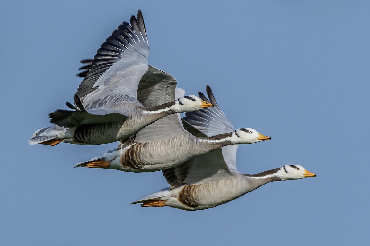 Bar-headed Goose - ML144866781