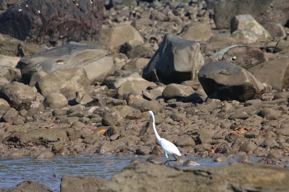 Great Egret - Richard Joyce