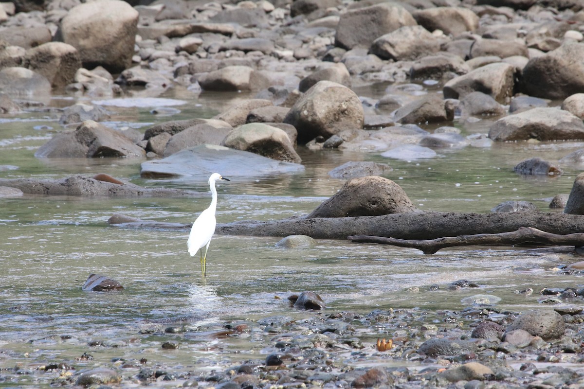 Snowy Egret - ML144867391