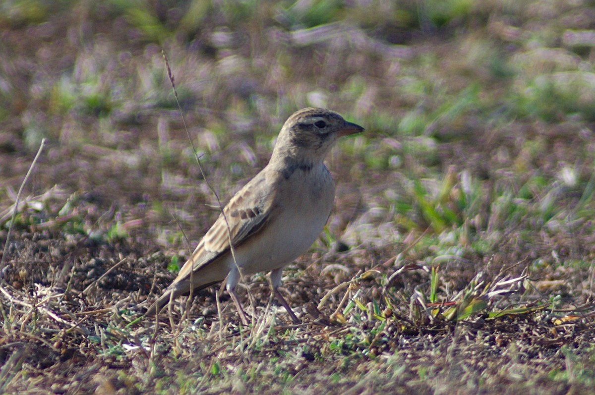 Mongolian Short-toed Lark - ML144867871