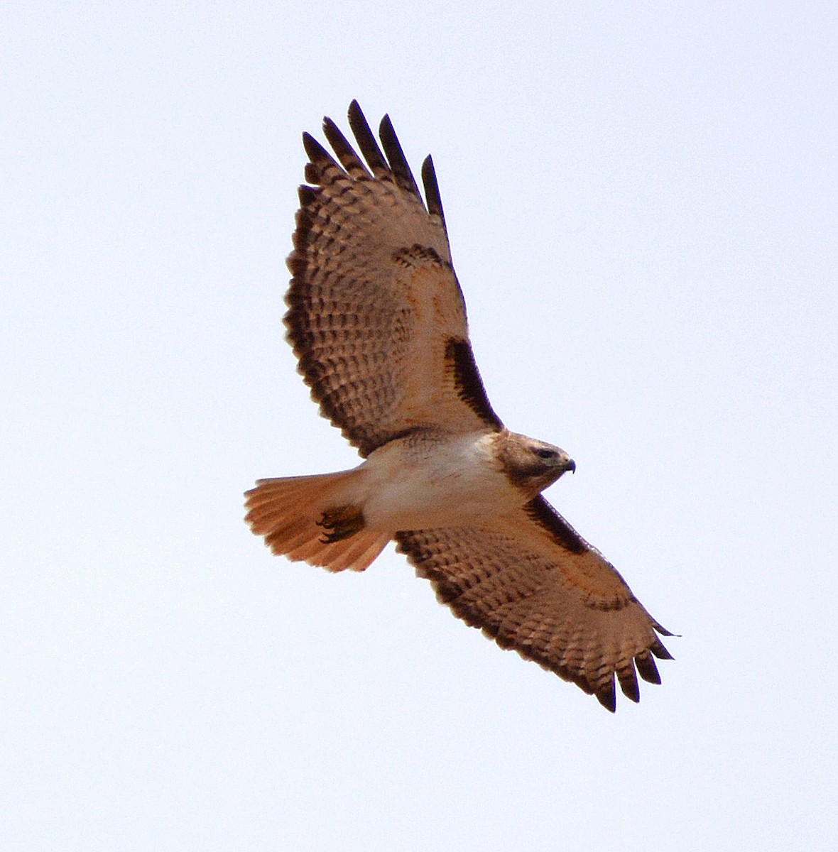 Red-tailed Hawk - Kenneth Butler