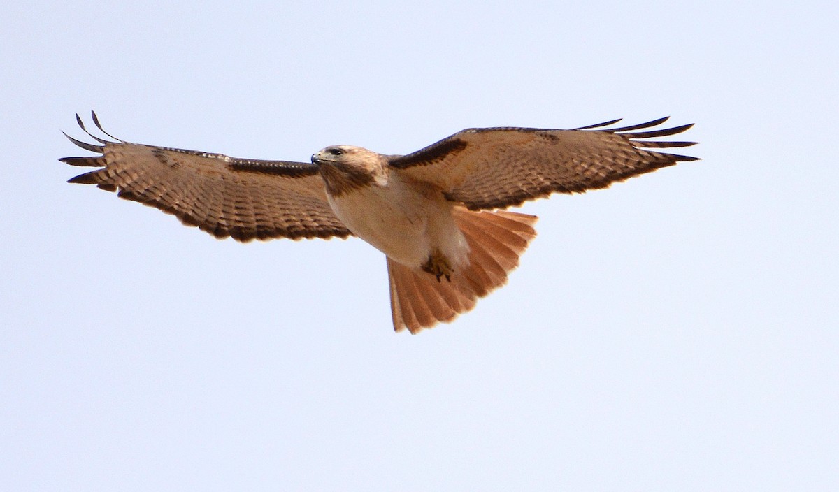 Red-tailed Hawk - Kenneth Butler
