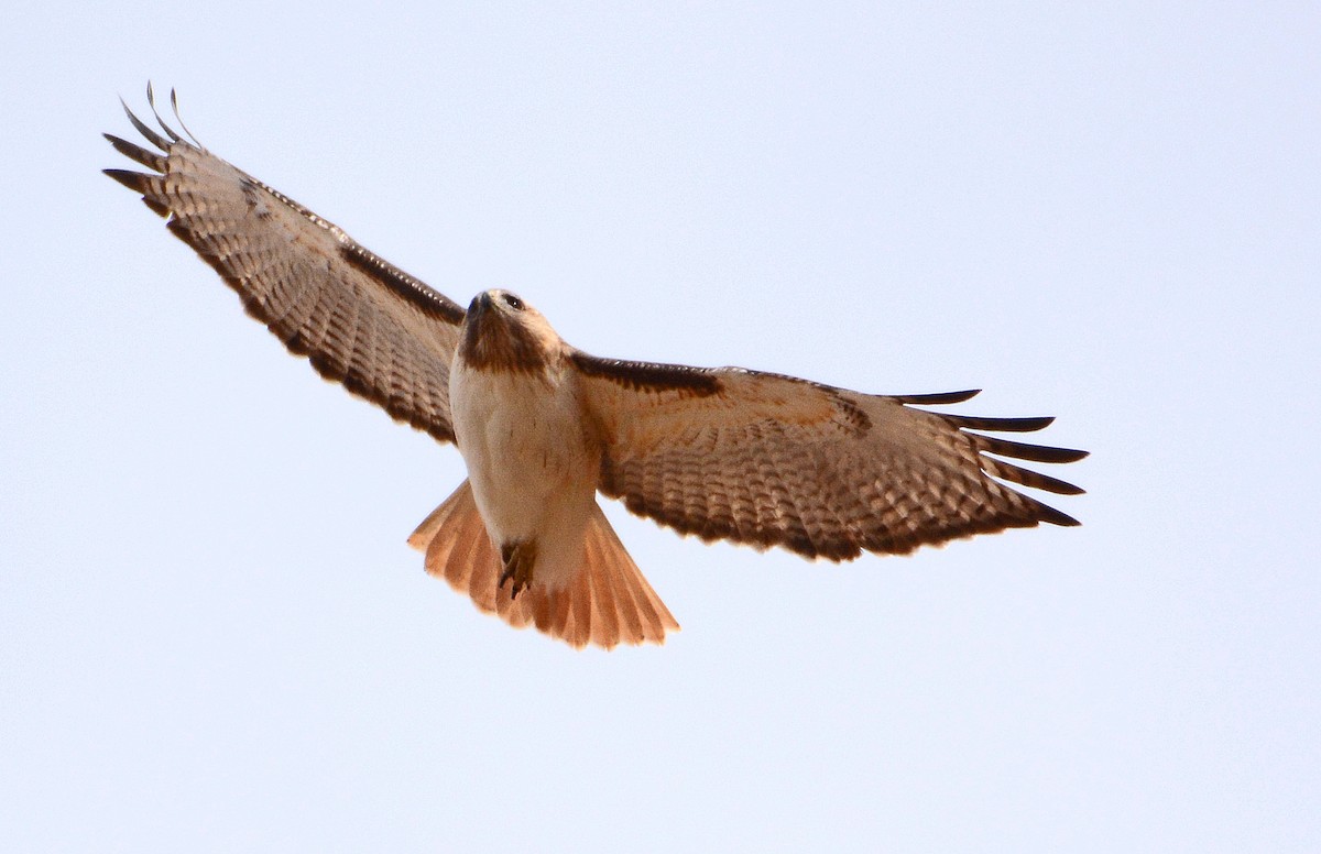 Red-tailed Hawk - ML144868251