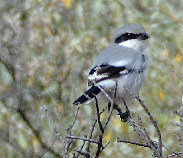 Loggerhead Shrike - ML144868281