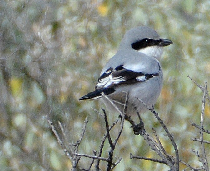 Loggerhead Shrike - ML144868291