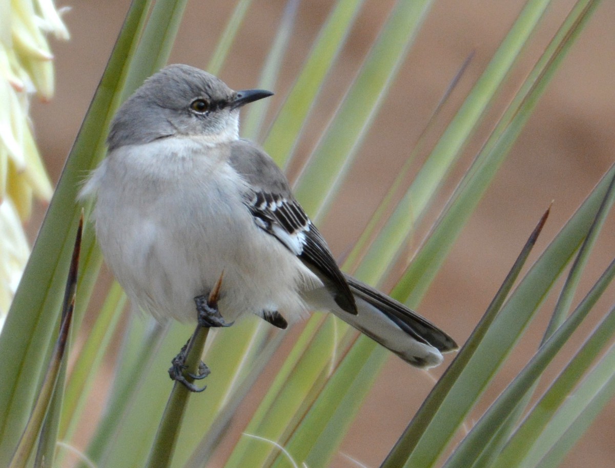 Northern Mockingbird - ML144868341