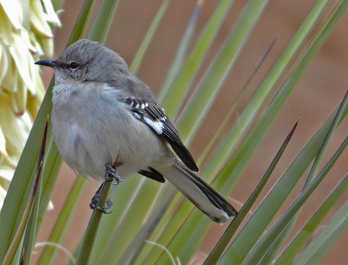 Northern Mockingbird - ML144868351