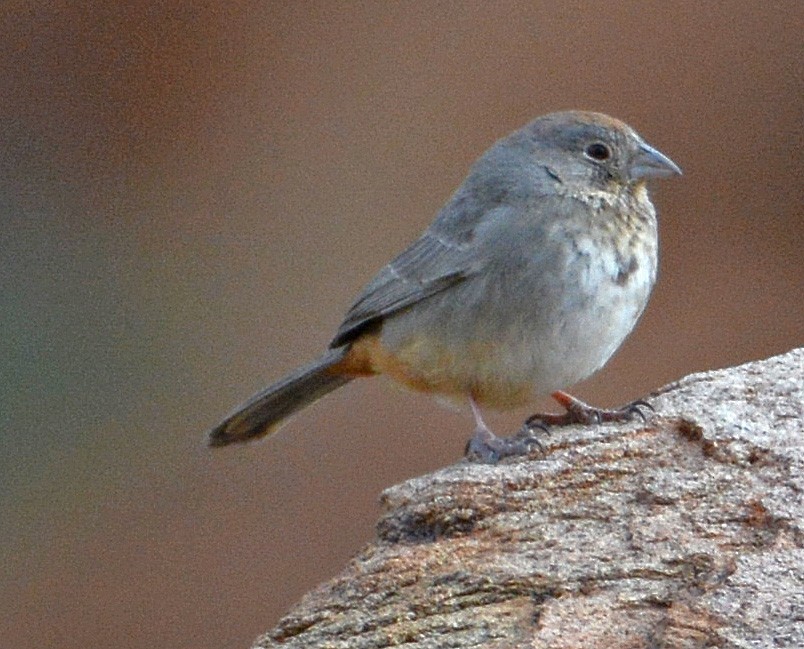 Canyon Towhee - ML144868371