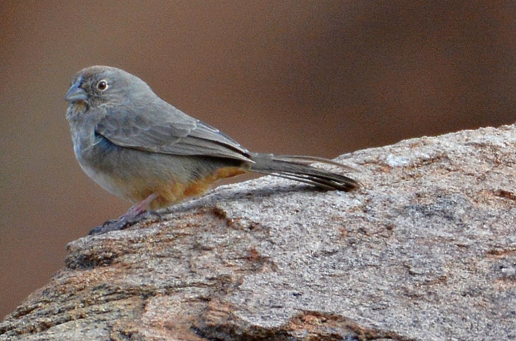 Canyon Towhee - ML144868381