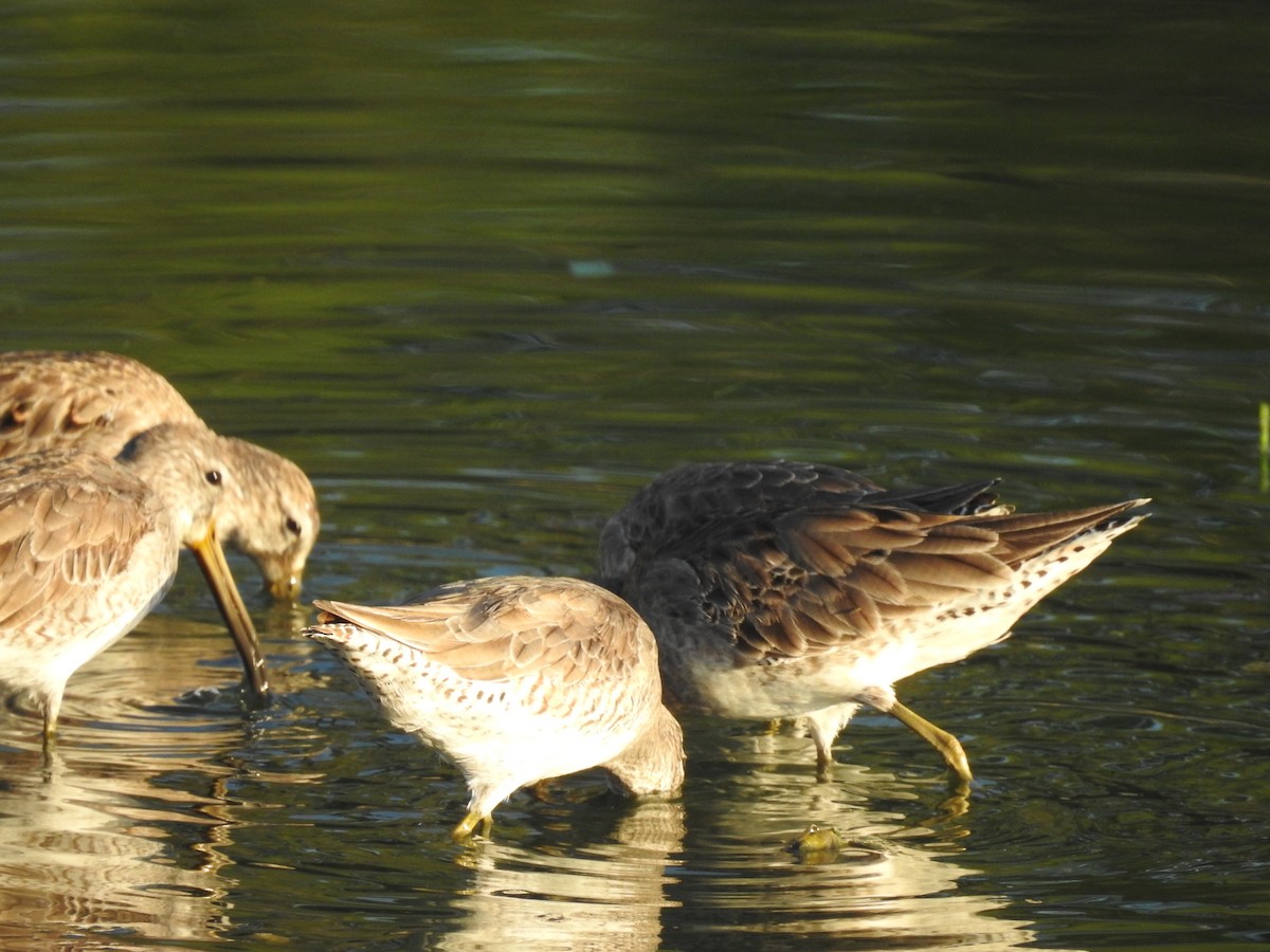 Long-billed Dowitcher - ML144870341