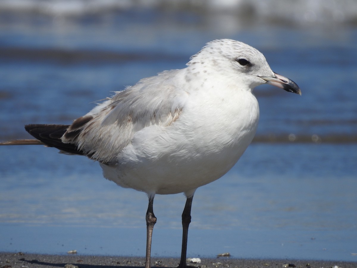 Ring-billed Gull - ML144870731