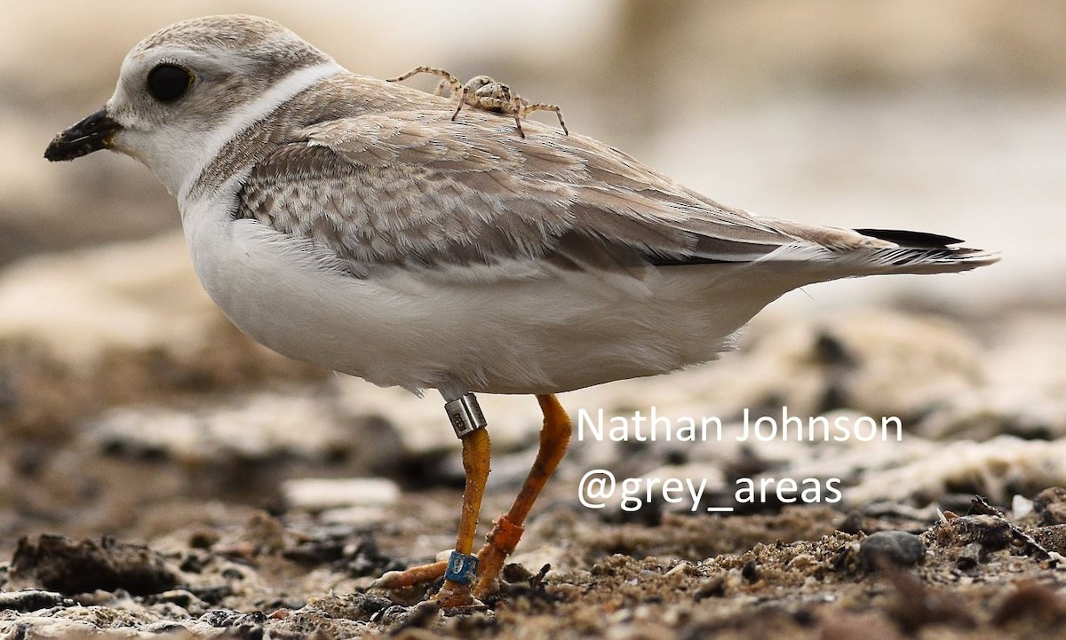 kulík pisklavý - ML144871261