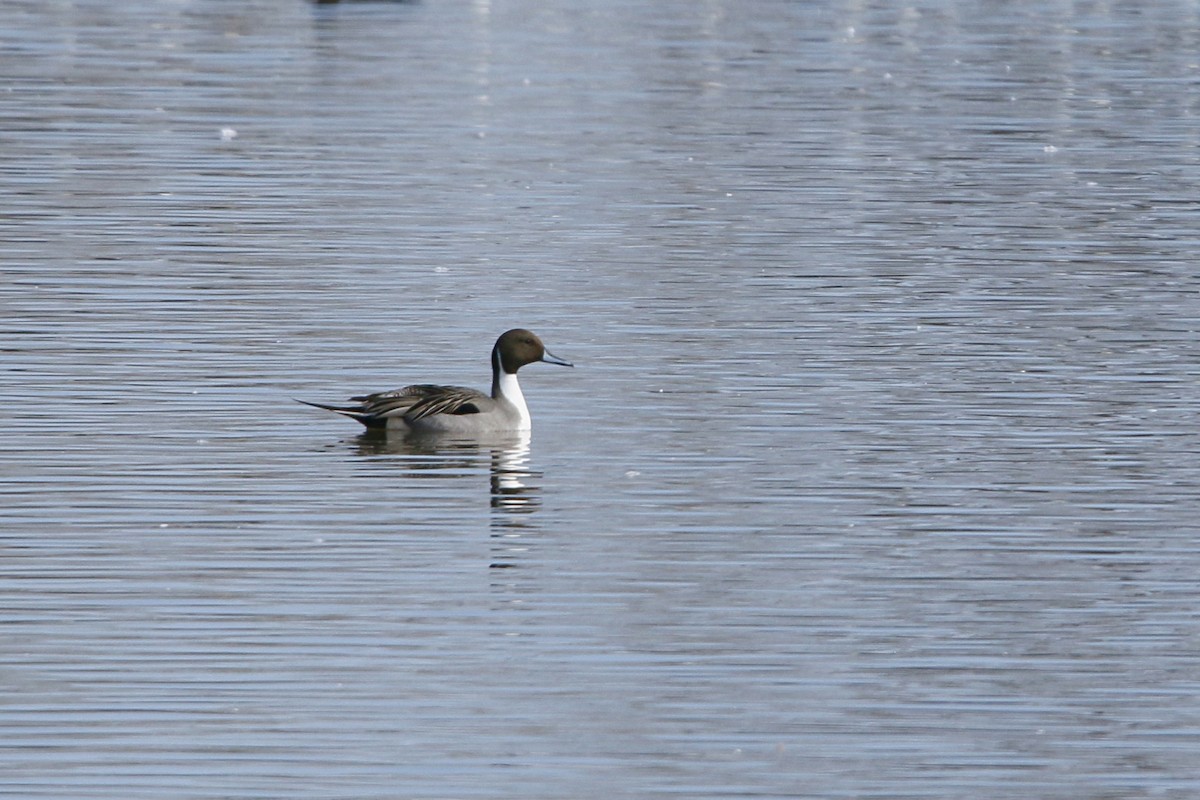 Northern Pintail - Kaleb Kroeker