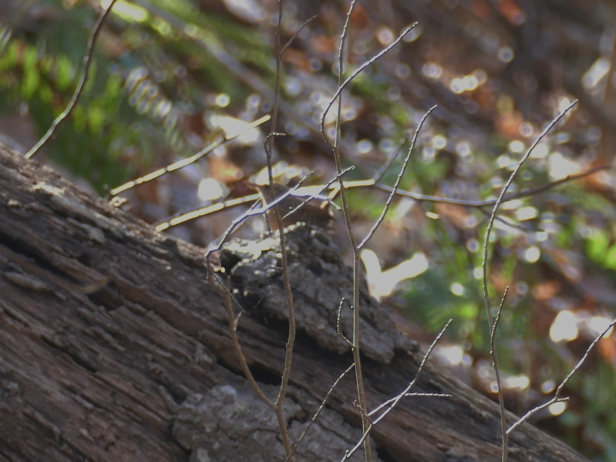 Winter Wren - Ron Smith