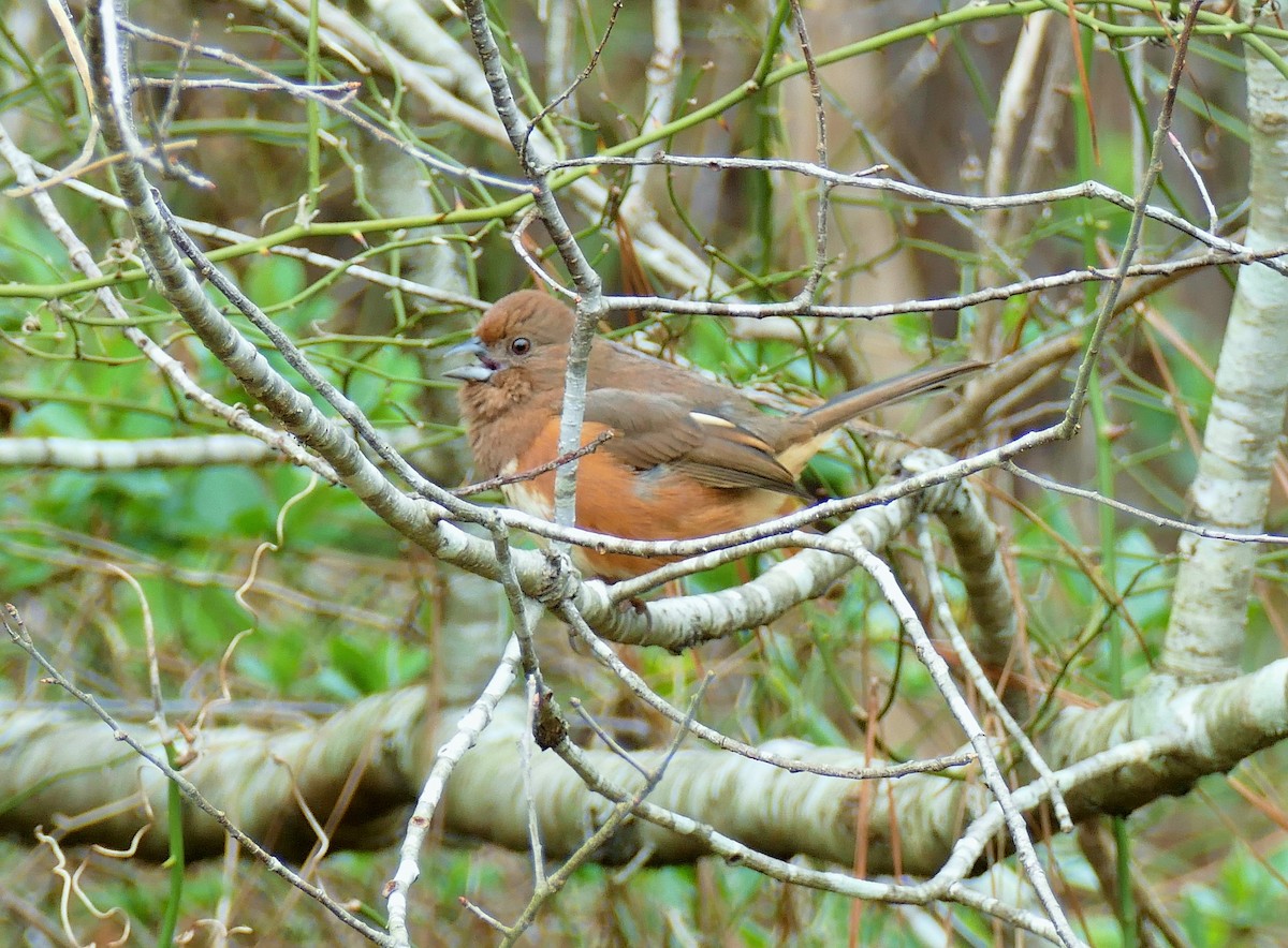 Eastern Towhee - ML144873361