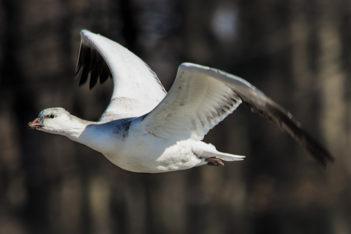 husa bělostná - ML144873521