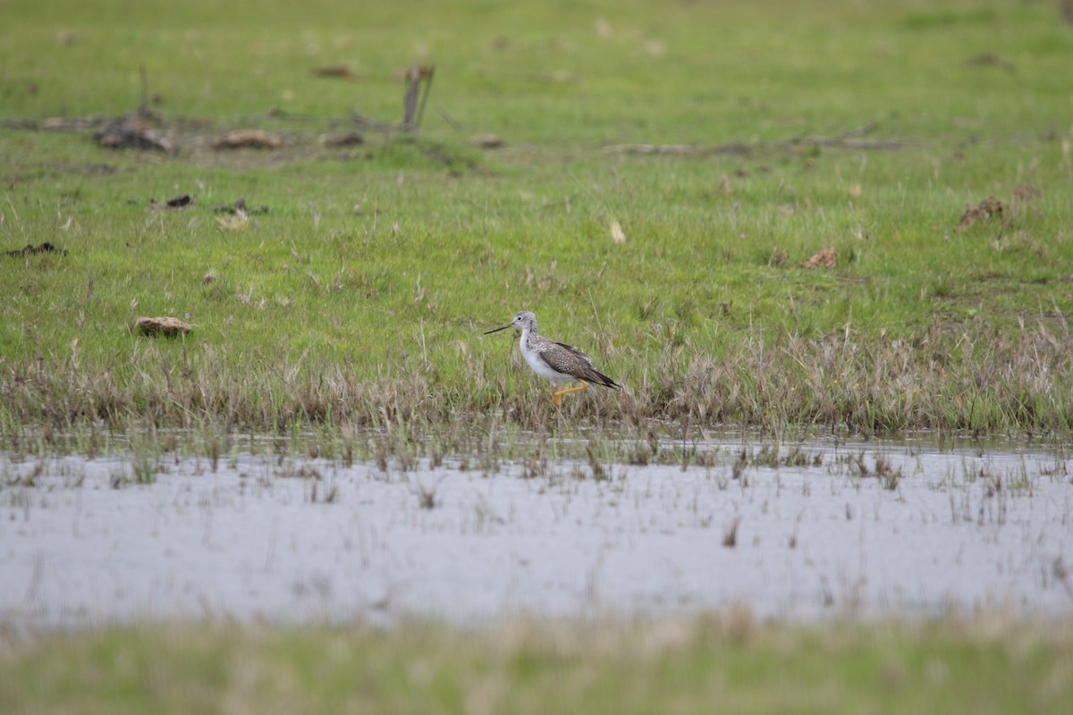 Greater Yellowlegs - Ryan Phillips