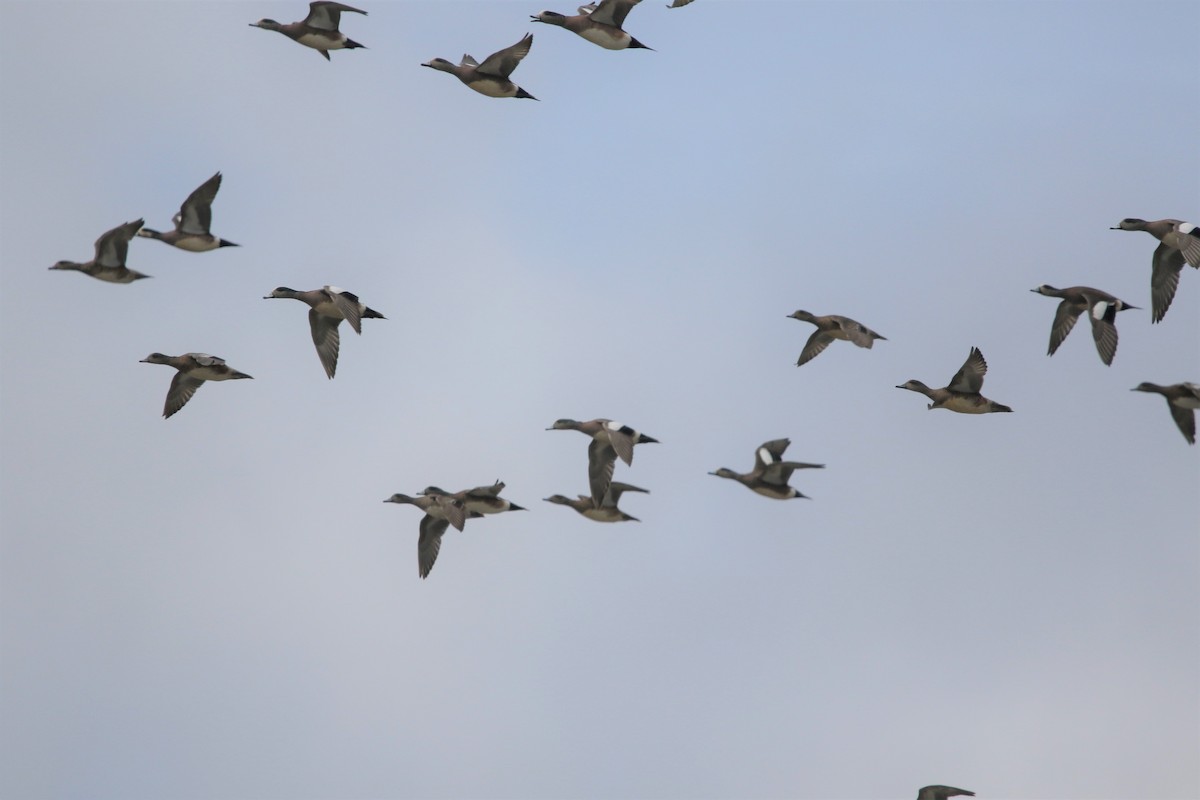 American Wigeon - ML144873681