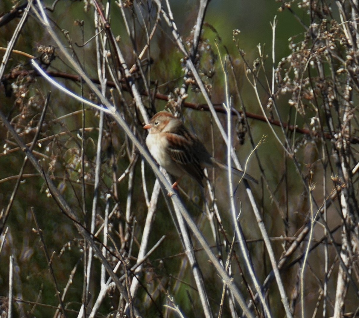 Field Sparrow - ML144873891