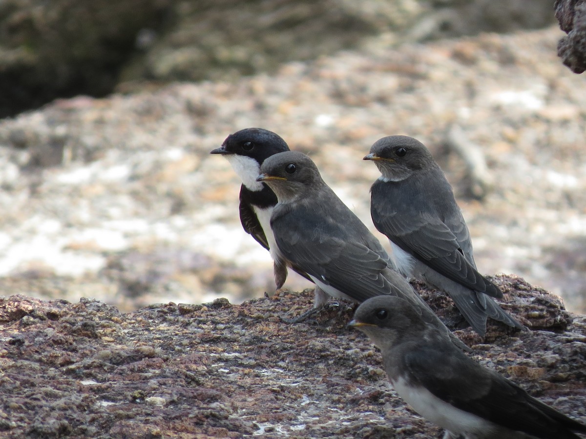 Black-collared Swallow - Manuela Restrepo