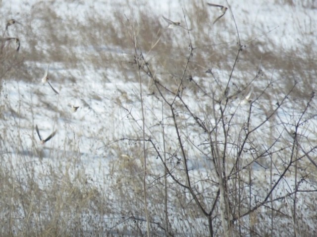 Common Redpoll - Michele Blanchard