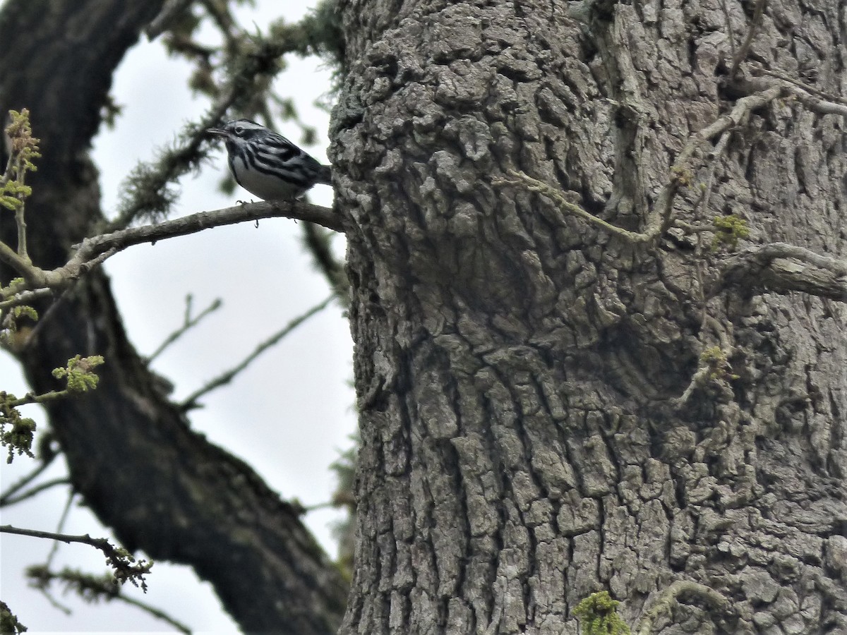 Black-and-white Warbler - Brush Freeman