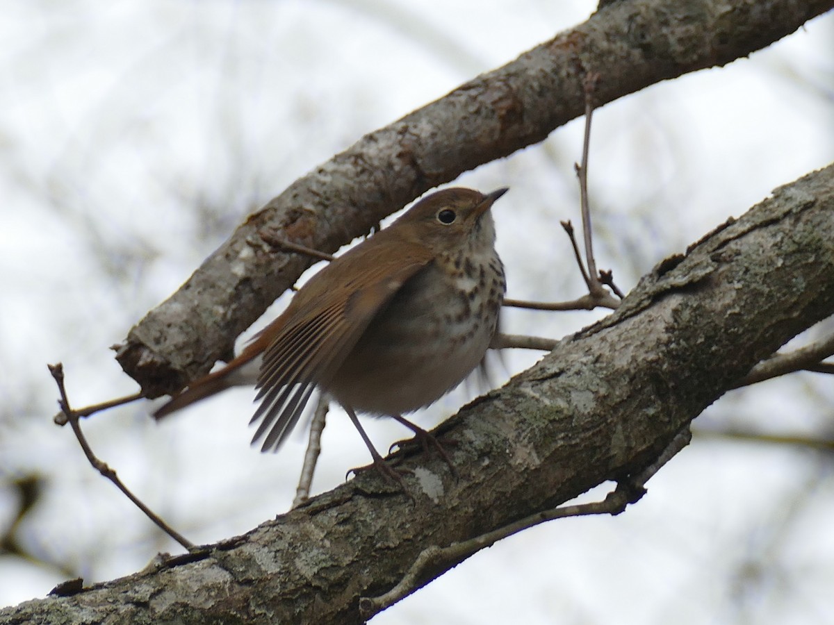 Hermit Thrush - ML144874371