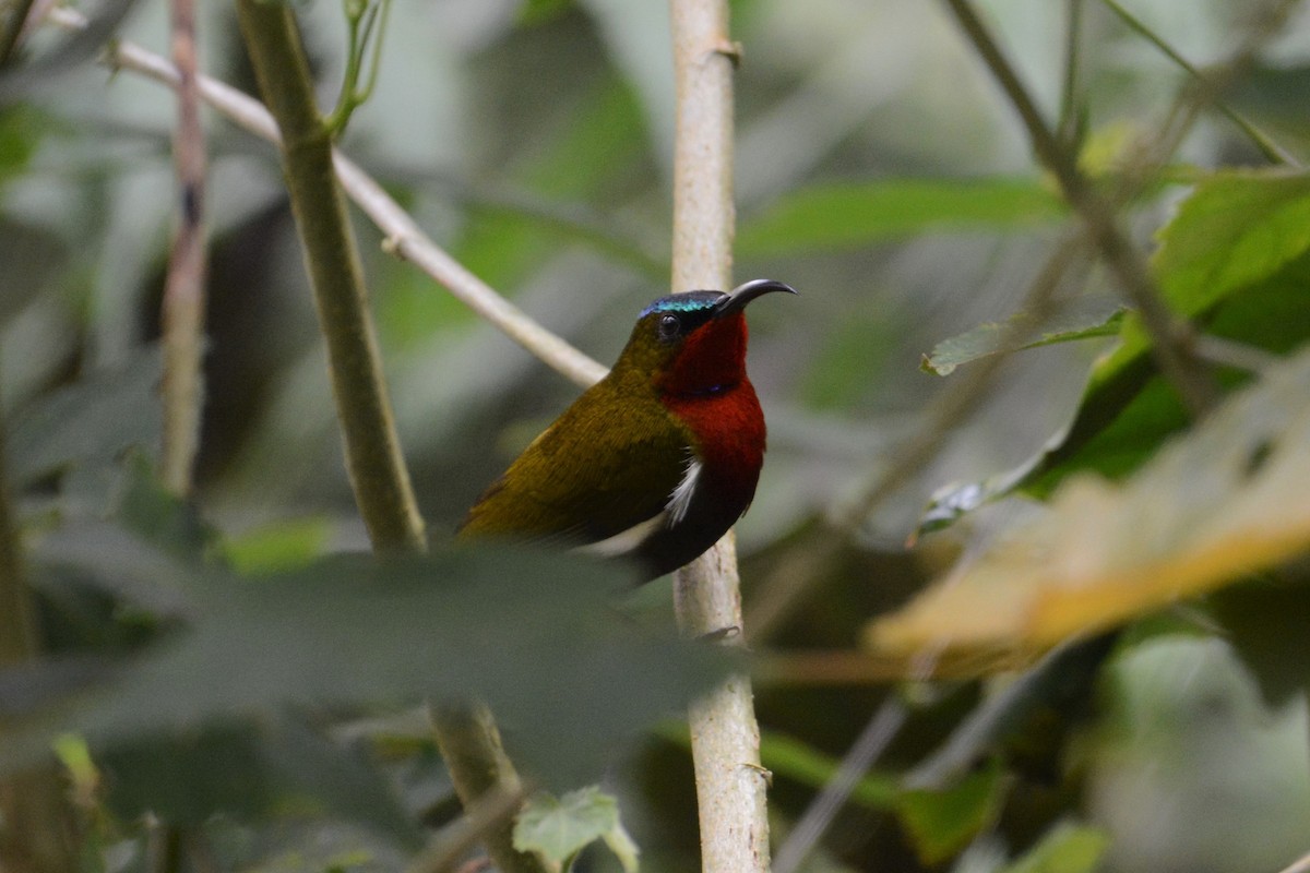 White-flanked Sunbird - Ari Noviyono