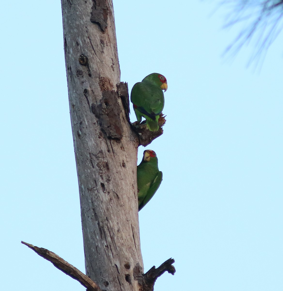 White-fronted Parrot - ML144875511