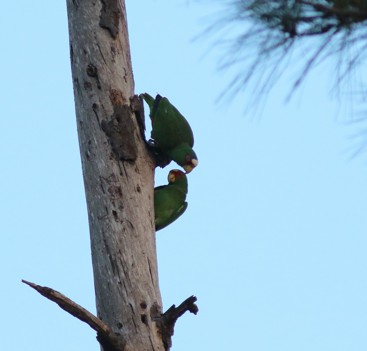 White-fronted Parrot - ML144875531