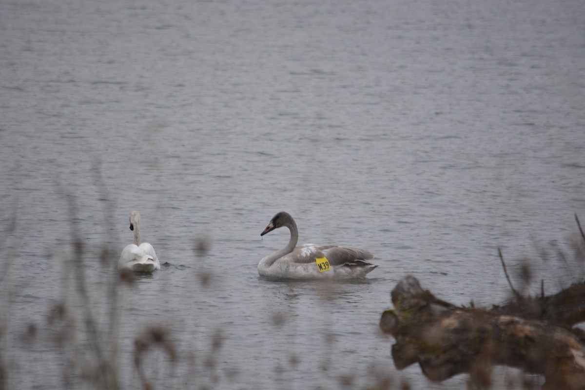 labuť trubač - ML144876121