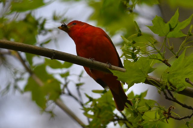 piranga ohnivá - ML144877121