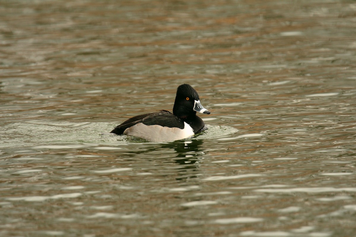 Ring-necked Duck - Chase Caldwell