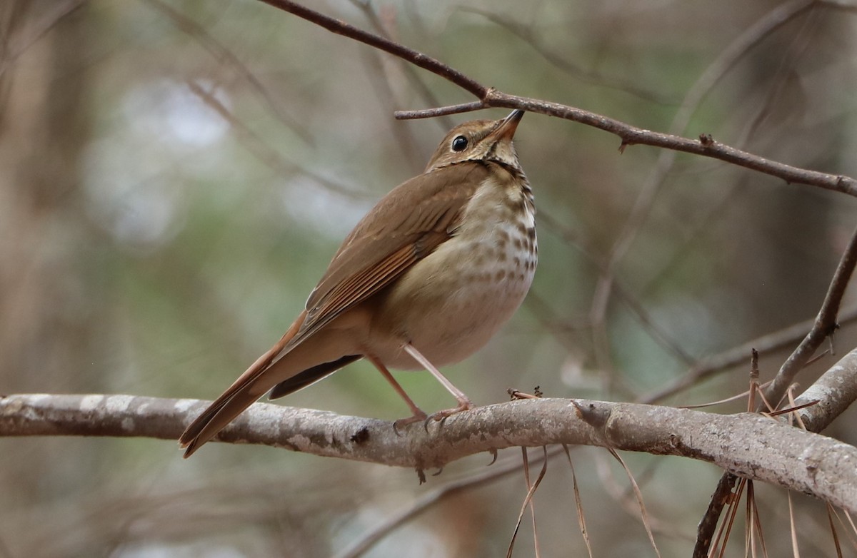 Hermit Thrush - ML144878041