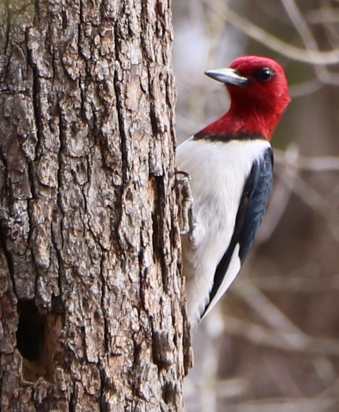 Red-headed Woodpecker - ML144878121