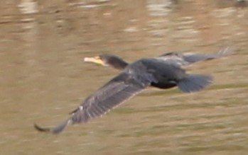 Double-crested Cormorant - ML144878151