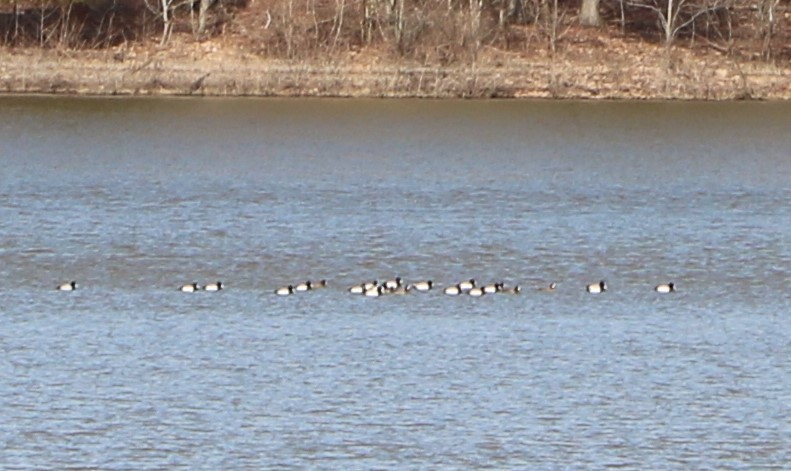 Lesser Scaup - ML144878201