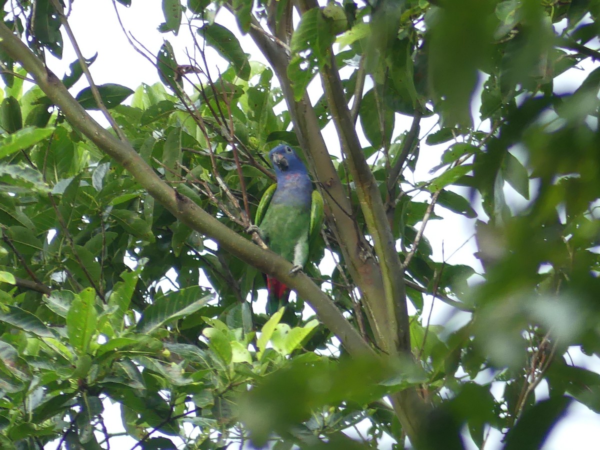 Blue-headed Parrot - ML144878861