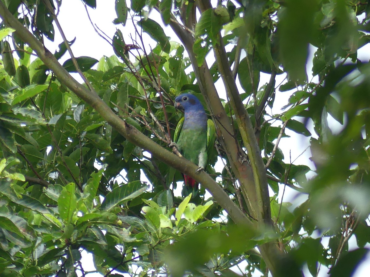Blue-headed Parrot - ML144879001