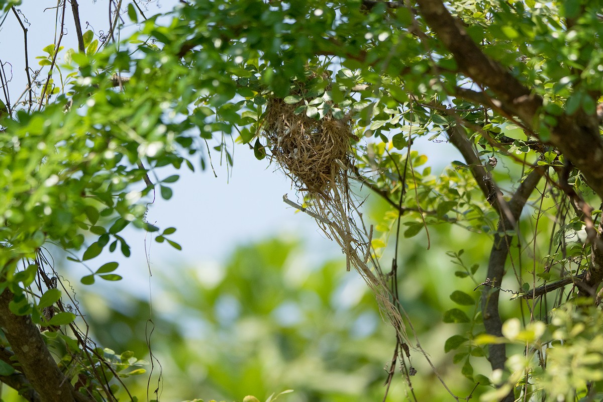 Brown-throated Sunbird - ML144879441