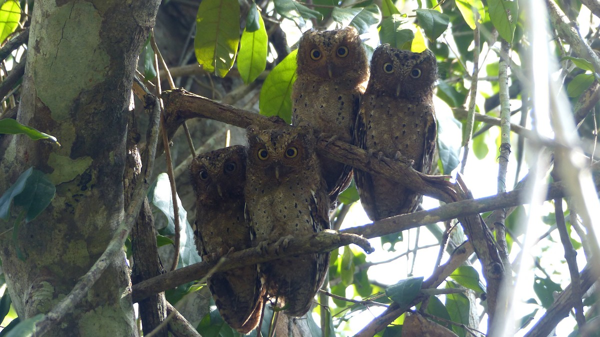 Sokoke Scops-Owl - ML144880251
