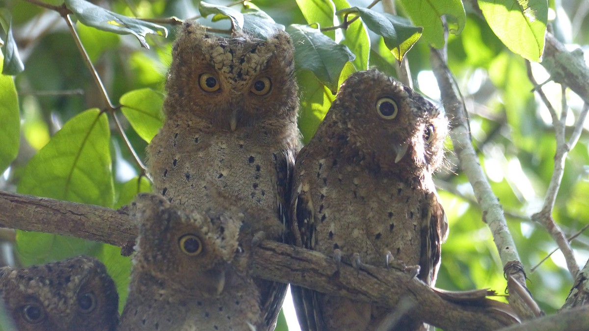 Sokoke Scops-Owl - ML144880301