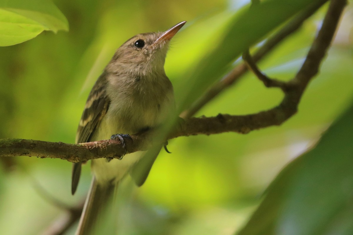 Cocos Tyrannulet - ML144880971