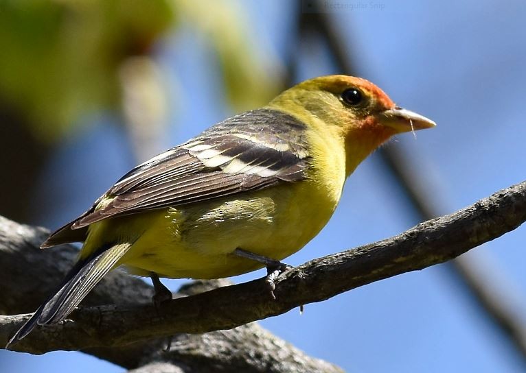 Western Tanager - ML144881991