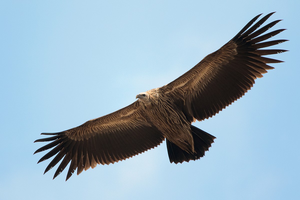 Himalayan Griffon - ML144882281