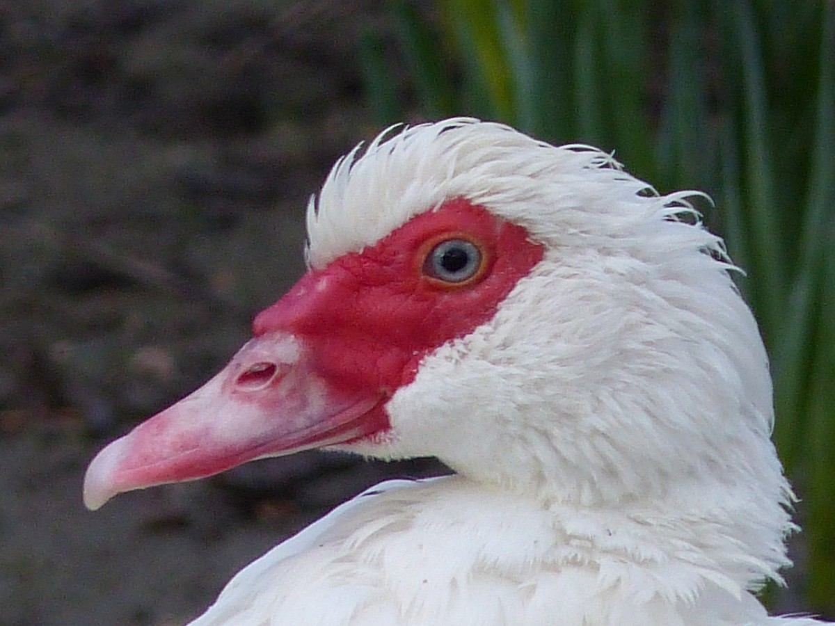 Muscovy Duck (Domestic type) - Coleta Holzhäuser