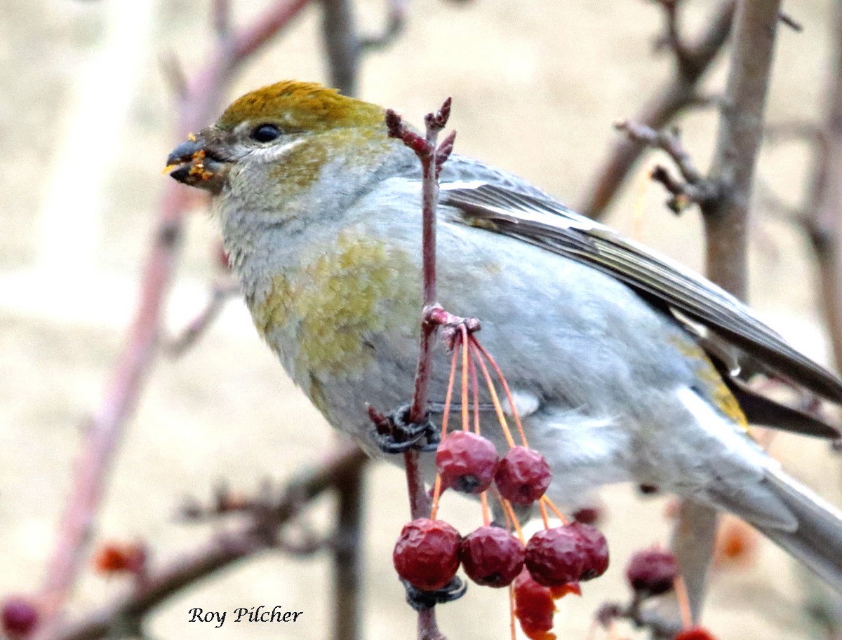 Pine Grosbeak - ML144882521