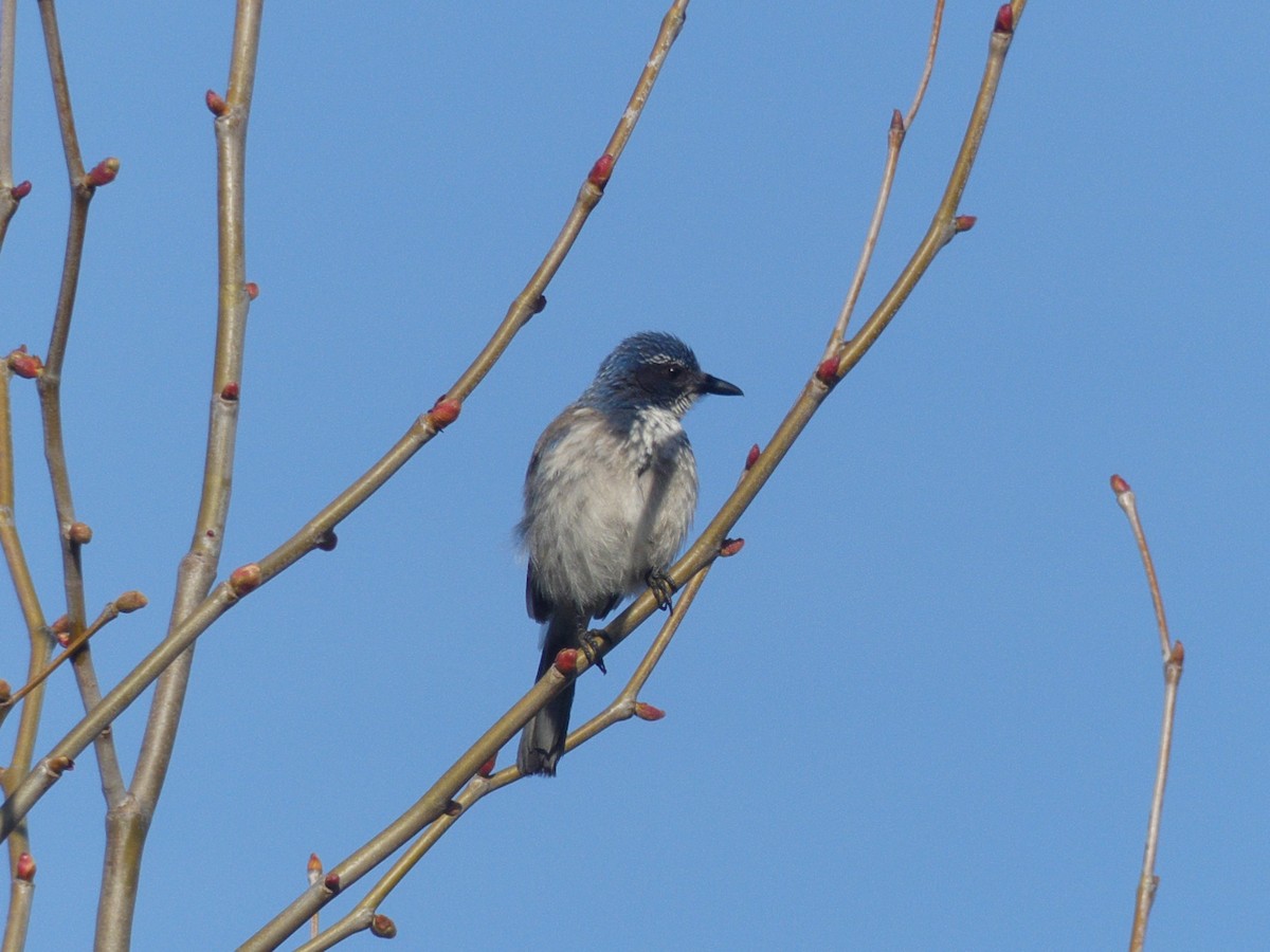 California Scrub-Jay - ML144883201