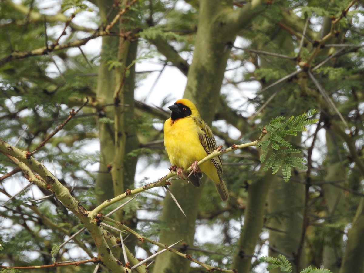 Southern Masked-Weaver - ML144883881