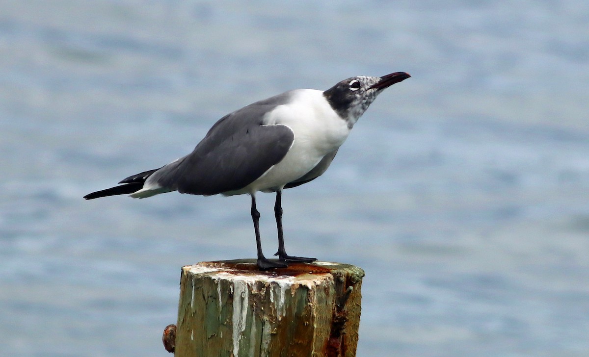 Laughing Gull - Debbie Parker